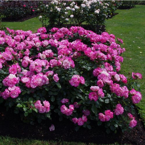Biały, różowe obrzeże - Róże pienne - z kwiatami bukietowymi - korona krzaczasta